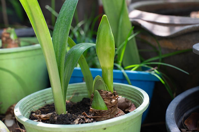 How to Propagate Amaryllis Bulbs