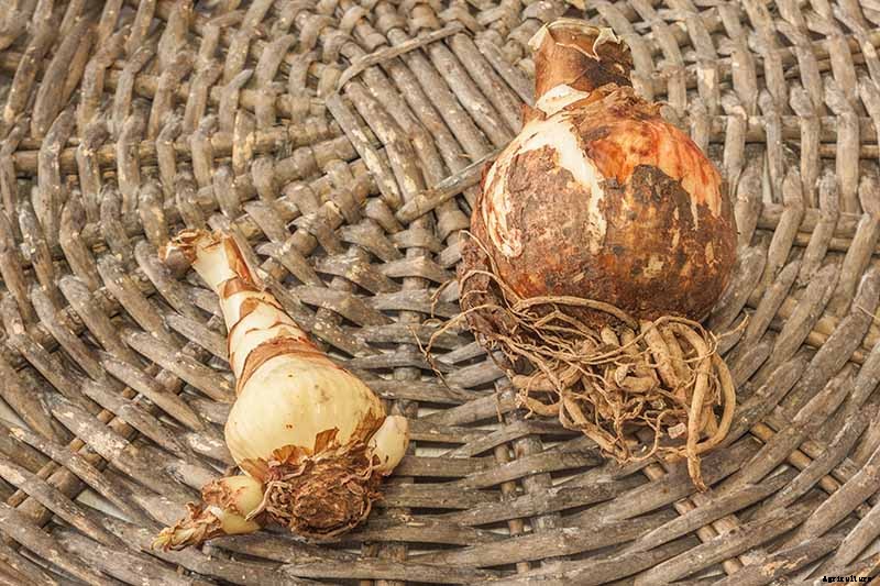 How to Propagate Amaryllis Bulbs