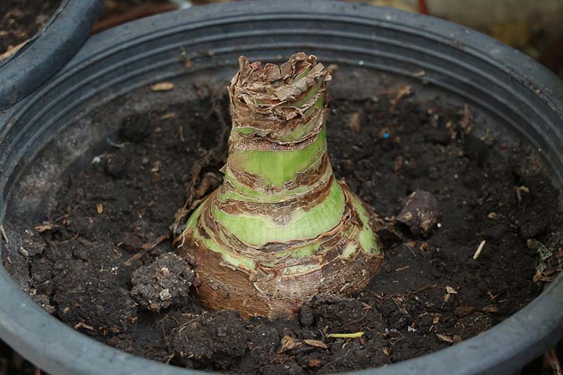 How to Propagate Amaryllis Bulbs