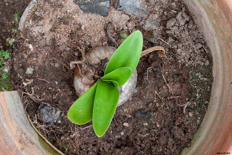 How to Propagate Amaryllis Bulbs