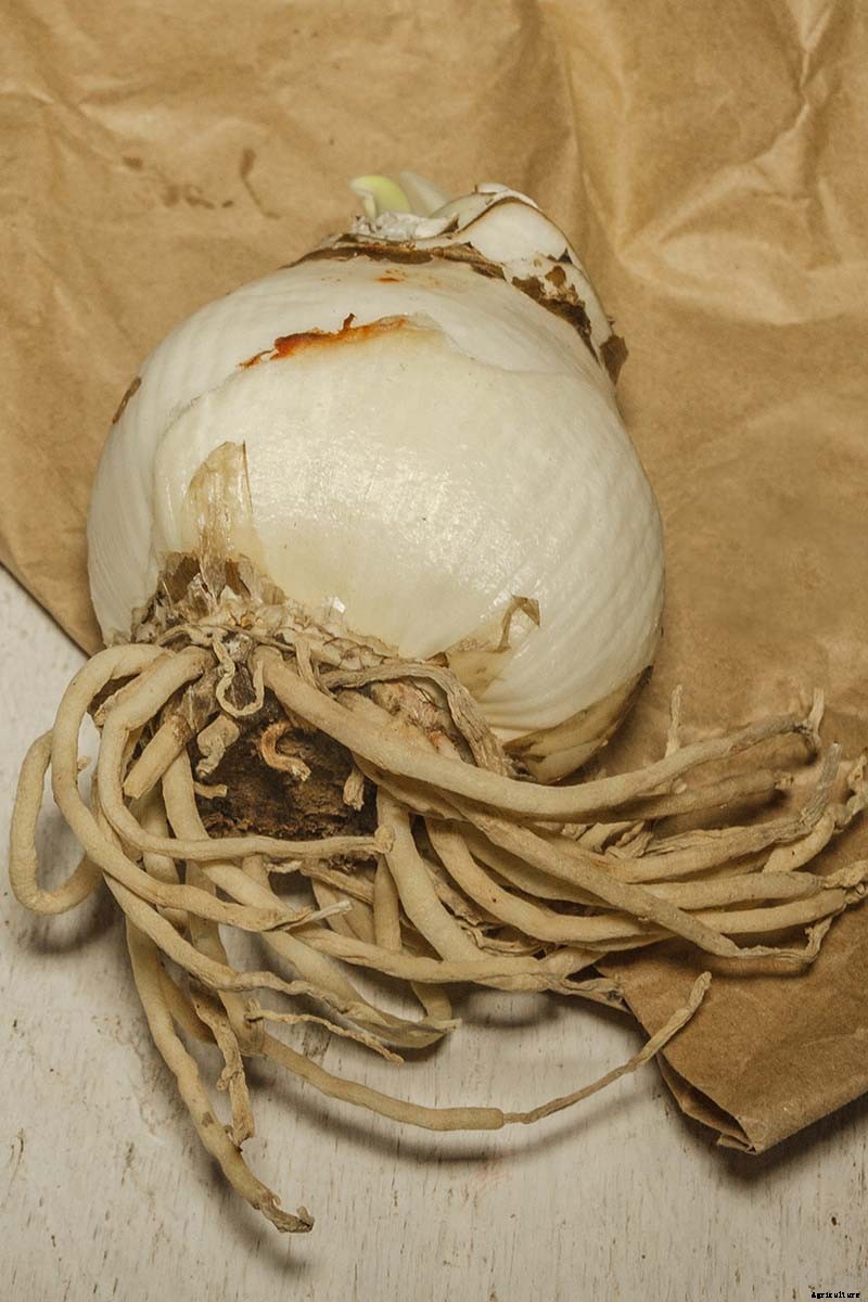 How to Propagate Amaryllis Bulbs