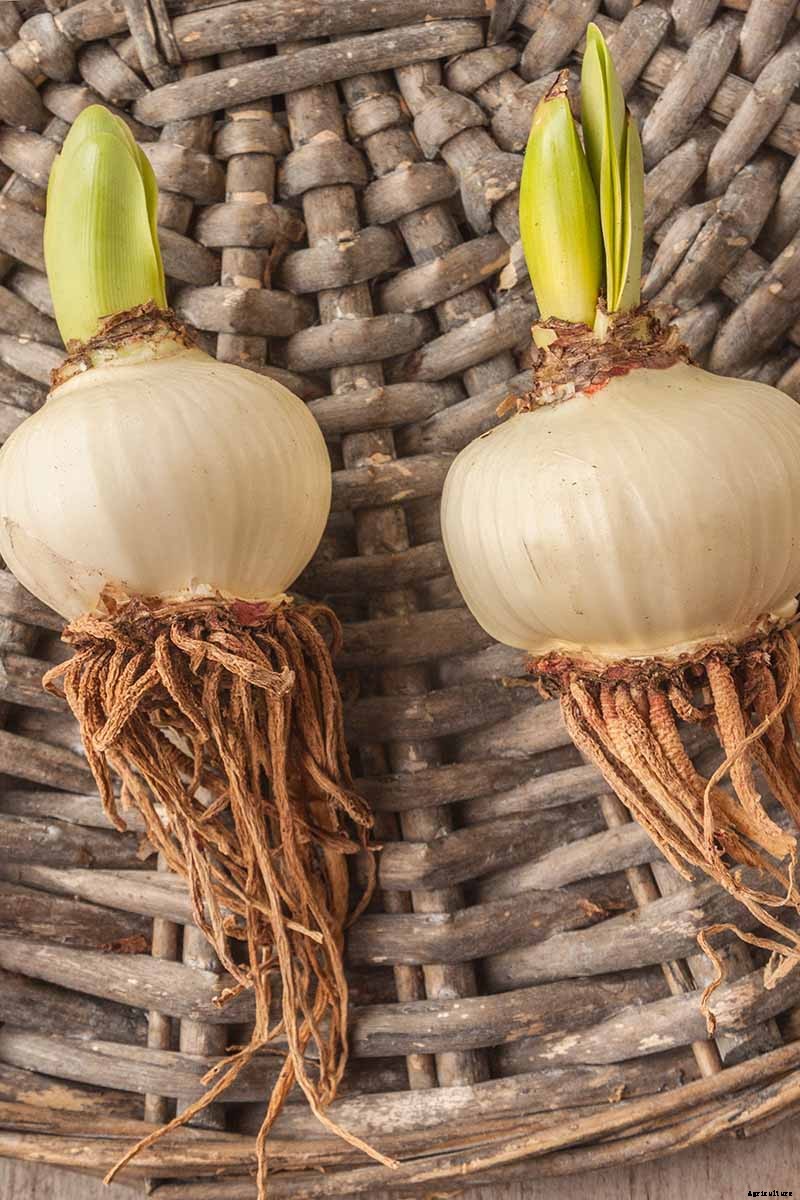 How to Propagate Amaryllis Bulbs
