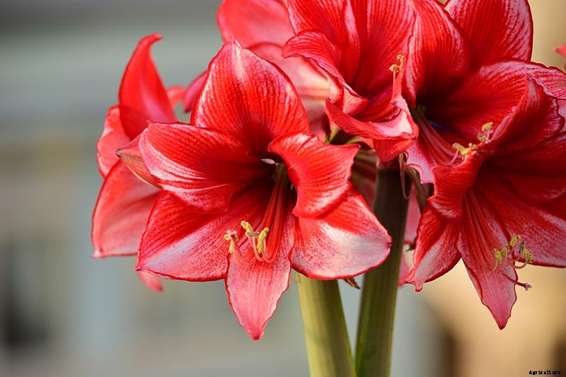 How to Propagate Amaryllis Bulbs