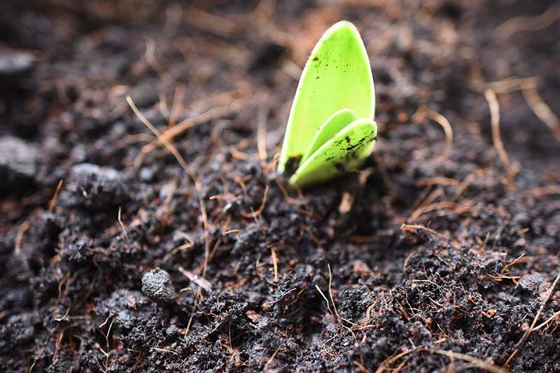 How to Propagate Amaryllis Bulbs