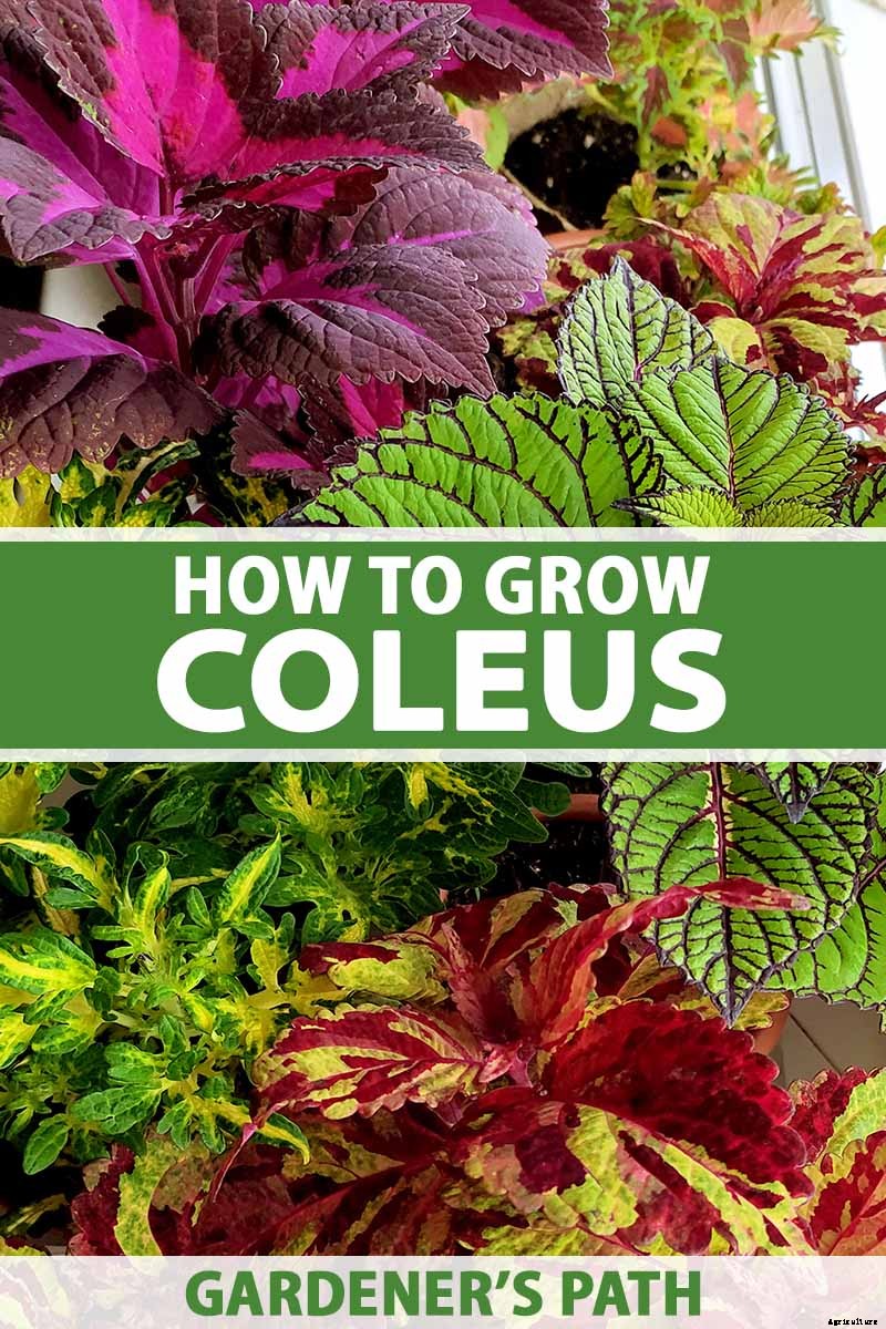 How to Grow Coleus in Your Garden
