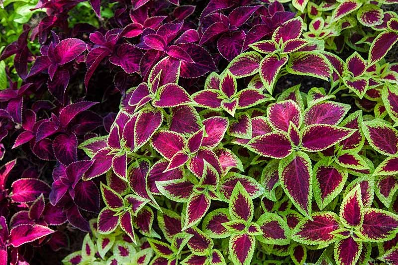 How to Grow Coleus in Your Garden