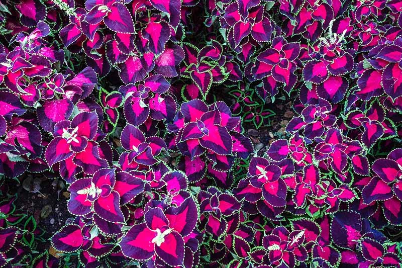 How to Grow Coleus in Your Garden