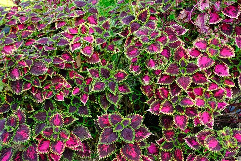 How to Grow Coleus in Your Garden