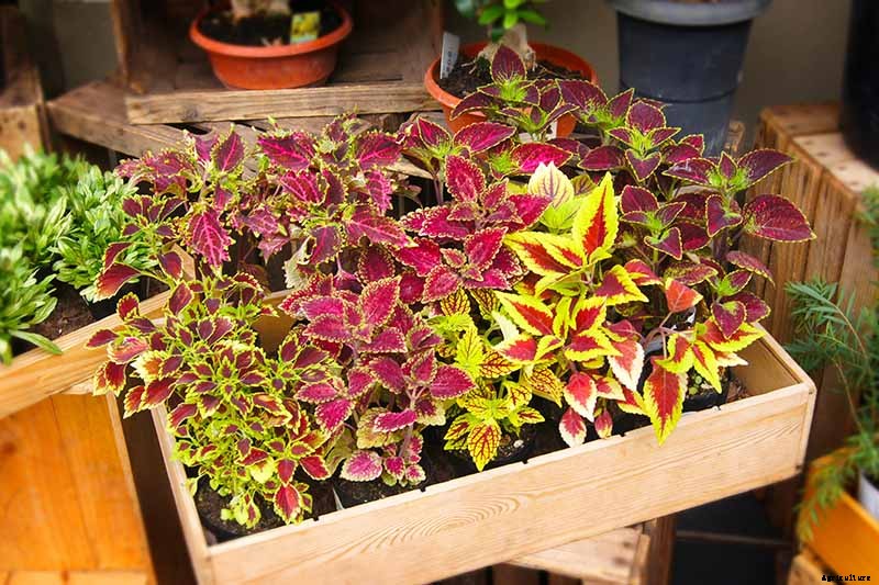 How to Grow Coleus in Your Garden