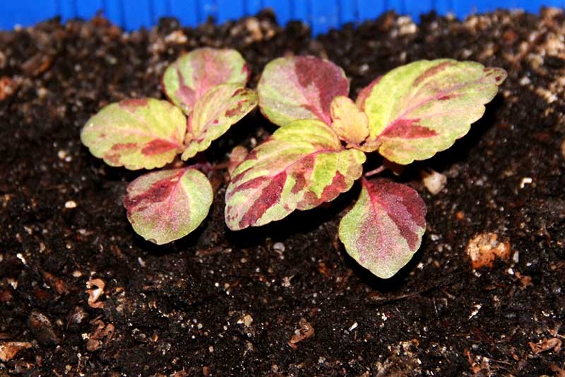 How to Grow Coleus in Your Garden