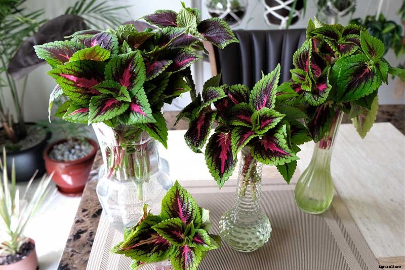 How to Grow Coleus in Your Garden
