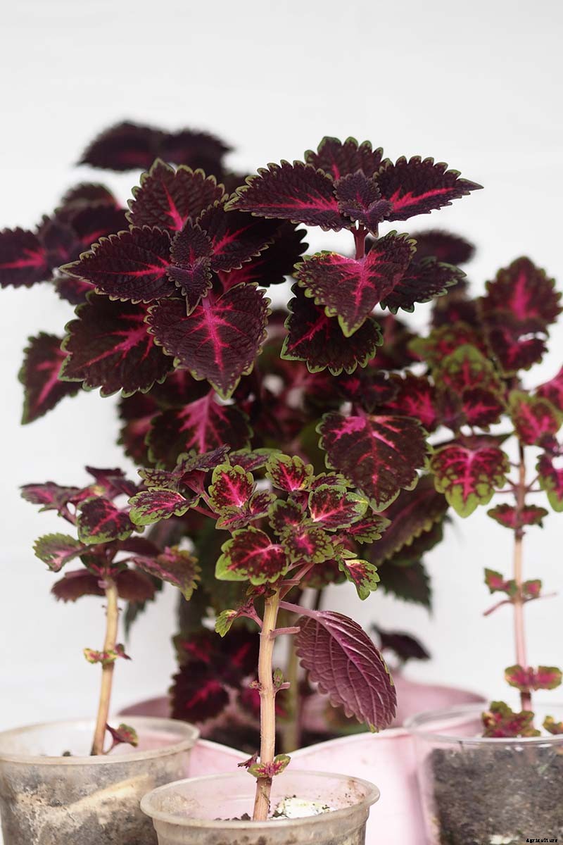 How to Grow Coleus in Your Garden