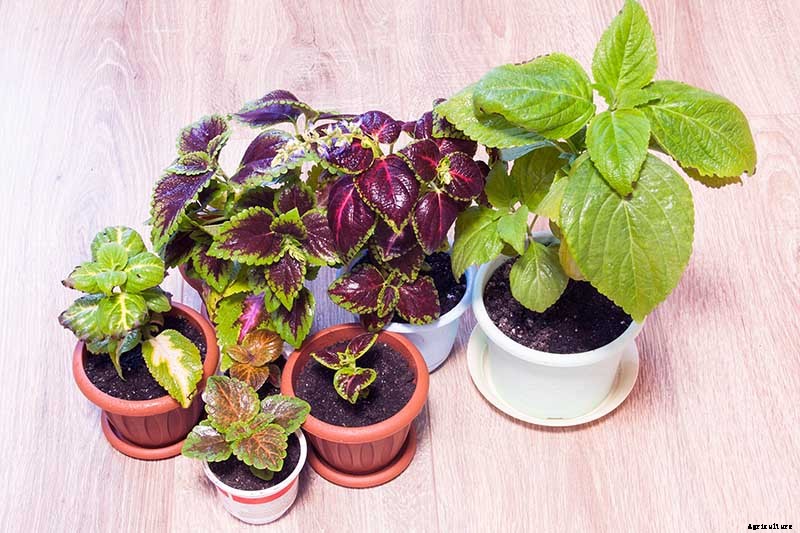 How to Grow Coleus in Your Garden
