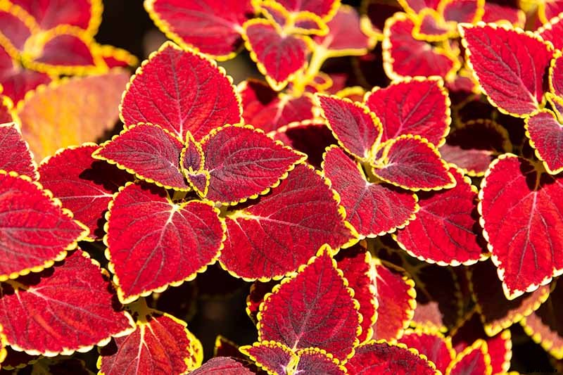 How to Grow Coleus in Your Garden