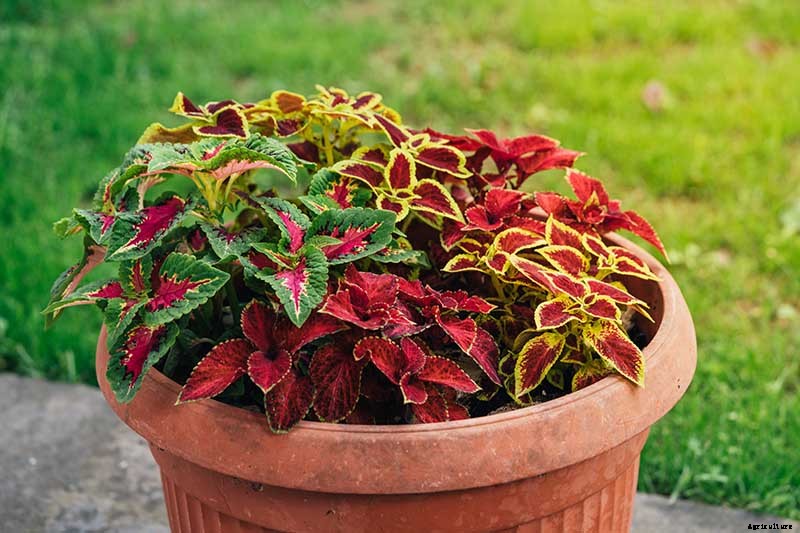 How to Grow Coleus in Your Garden