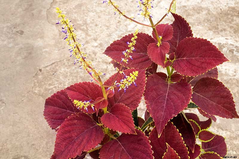 How to Grow Coleus in Your Garden