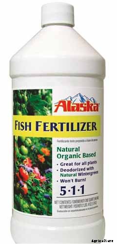 How to Grow Coleus in Your Garden