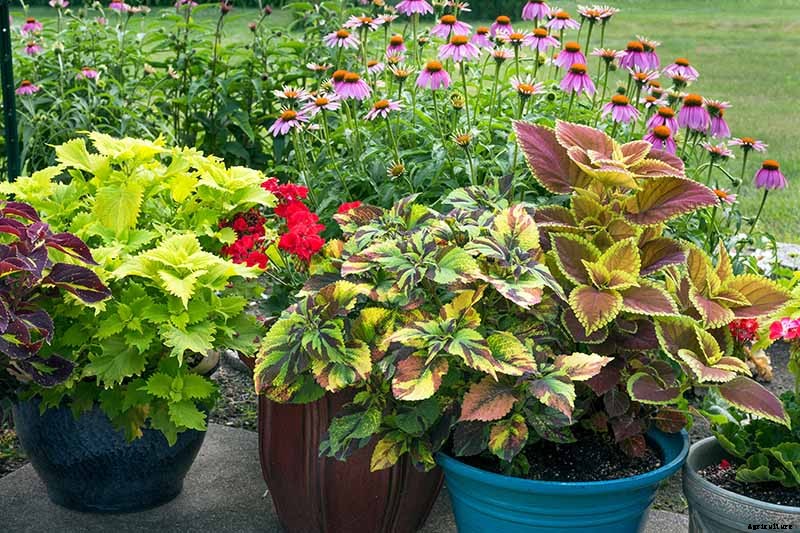 How to Grow Coleus in Your Garden