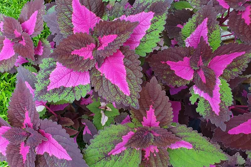 How to Grow Coleus in Your Garden