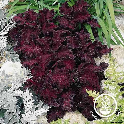 How to Grow Coleus in Your Garden