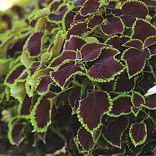 How to Grow Coleus in Your Garden