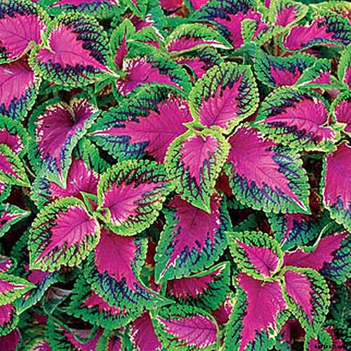 How to Grow Coleus in Your Garden