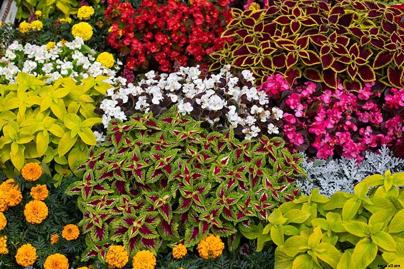 How to Grow Coleus in Your Garden