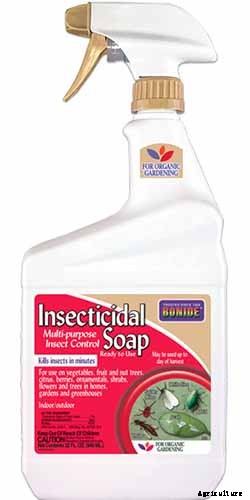 How to Grow Coleus in Your Garden