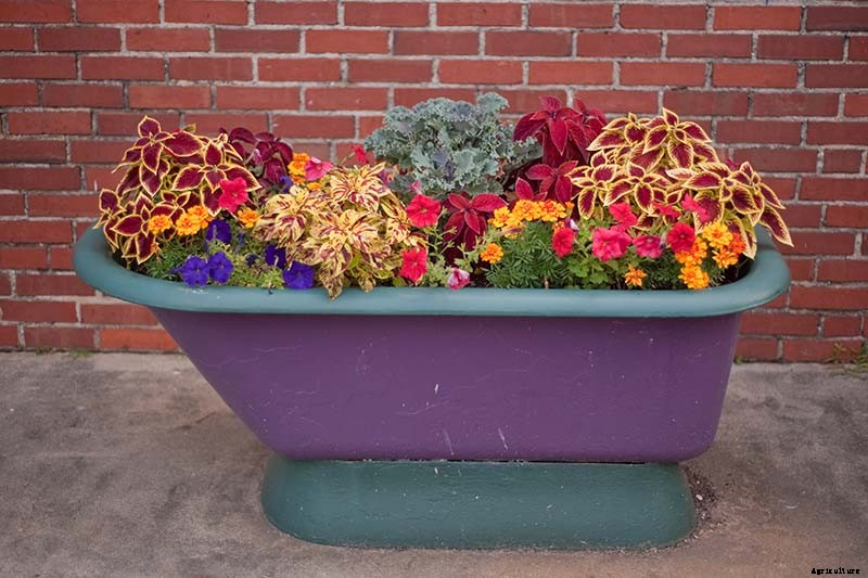 How to Grow Coleus in Your Garden