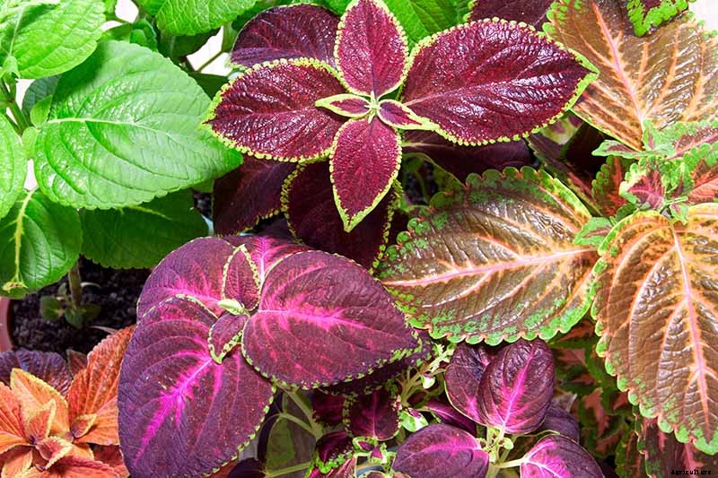 How to Grow Coleus in Your Garden