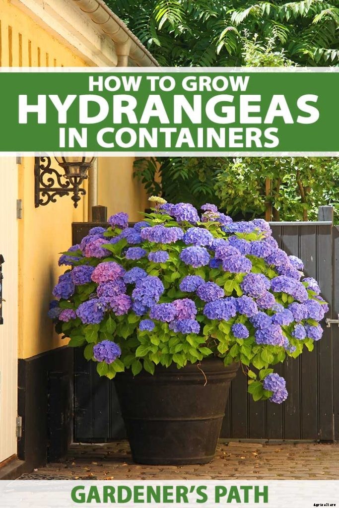 How to Grow Hydrangea Flowers in Containers