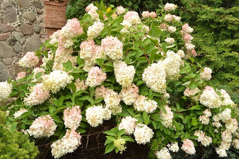 How to Grow Hydrangea Flowers in Containers