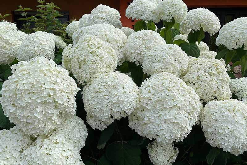 How to Grow Hydrangea Flowers in Containers