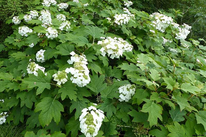 How to Grow Hydrangea Flowers in Containers