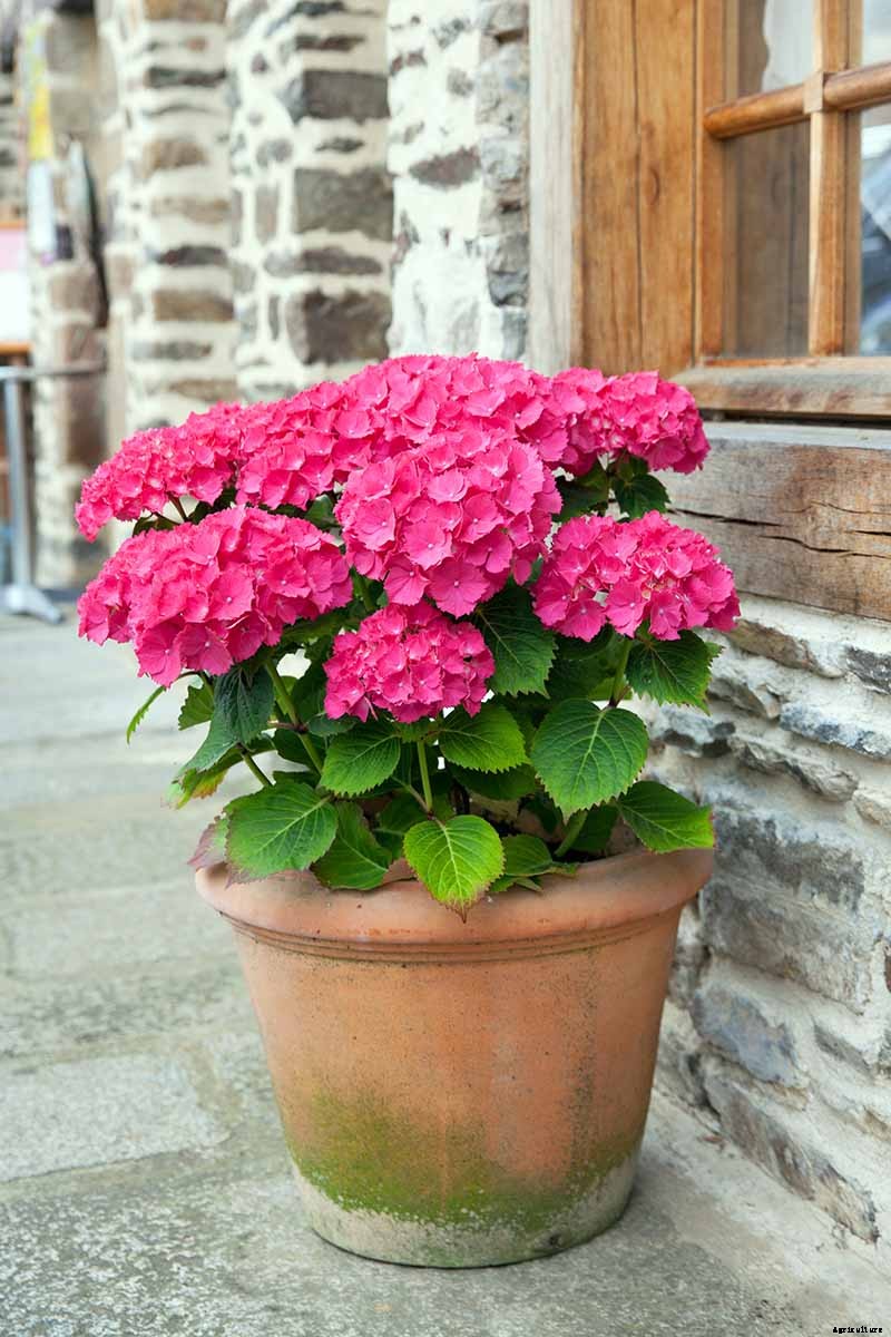 How to Grow Hydrangea Flowers in Containers