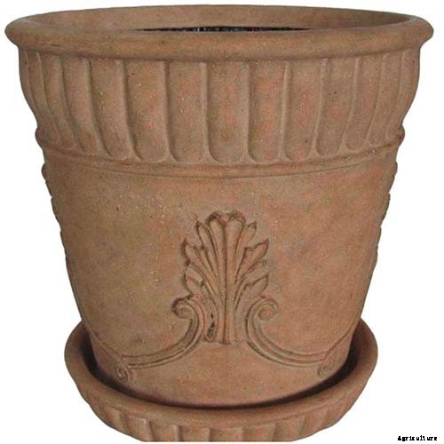 How to Grow Hydrangea Flowers in Containers