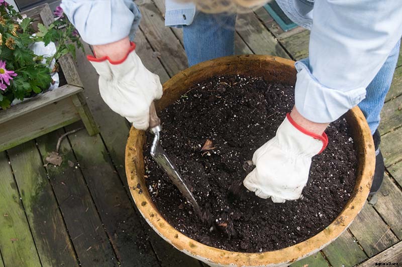 How to Grow Hydrangea Flowers in Containers