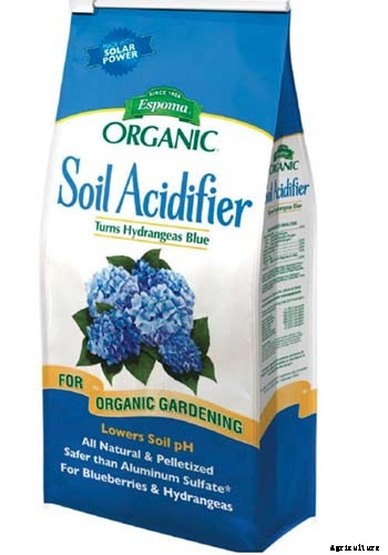 How to Grow Hydrangea Flowers in Containers