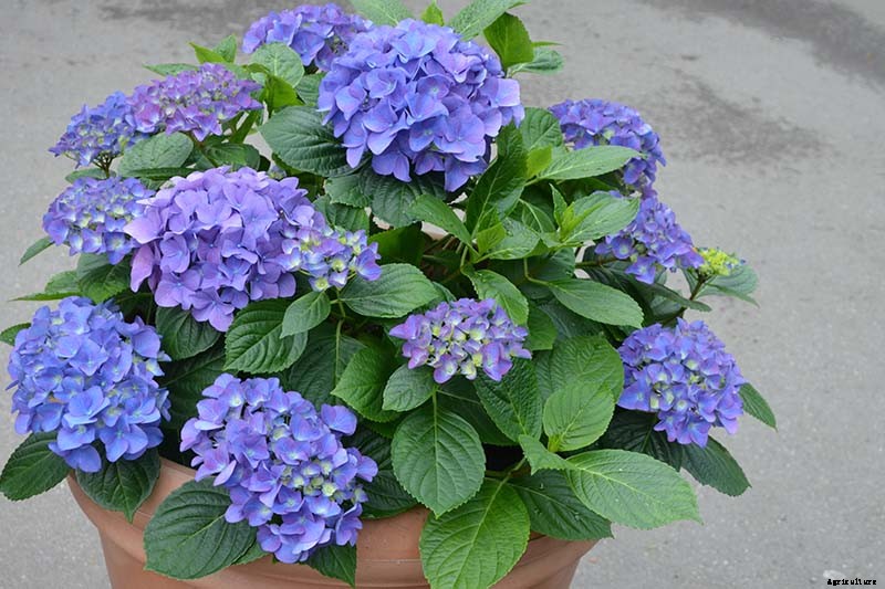 How to Grow Hydrangea Flowers in Containers