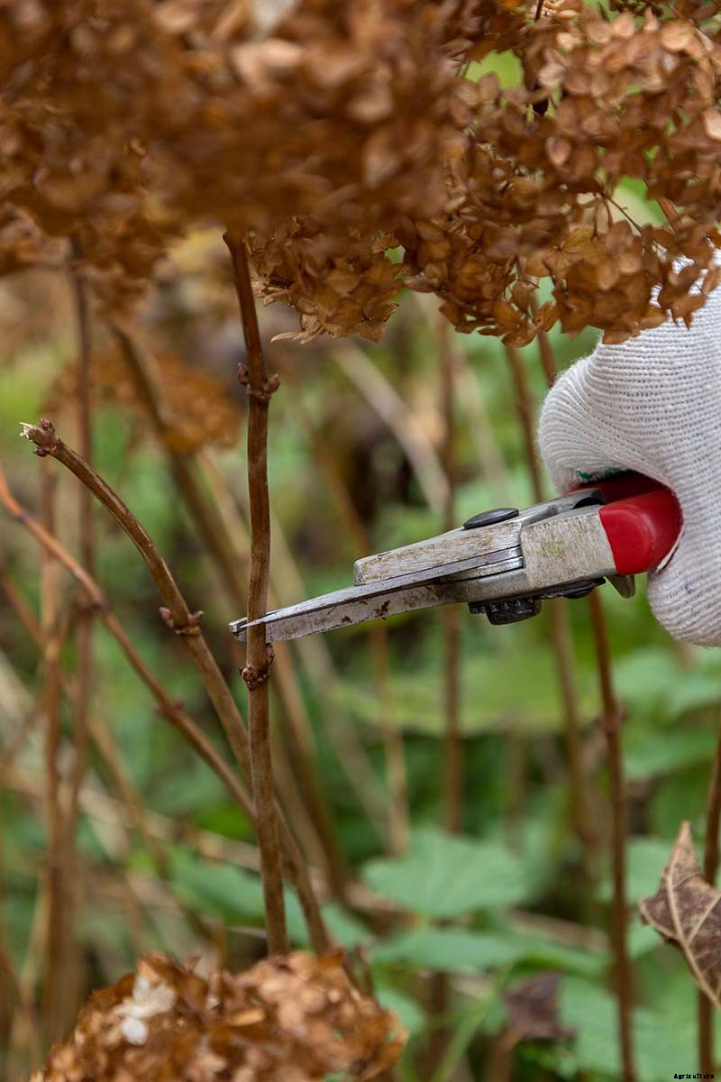 How to Grow Hydrangea Flowers in Containers