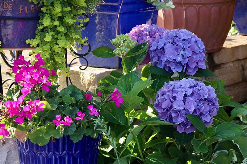 How to Grow Hydrangea Flowers in Containers