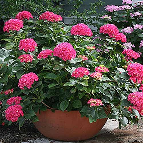 How to Grow Hydrangea Flowers in Containers