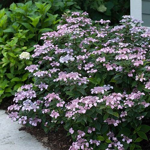 How to Grow Hydrangea Flowers in Containers