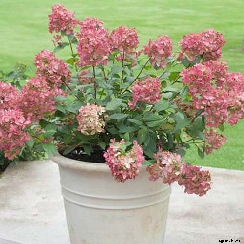 How to Grow Hydrangea Flowers in Containers