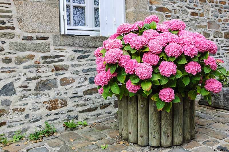 How to Grow Hydrangea Flowers in Containers