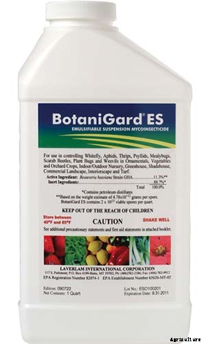 How to Grow Hydrangea Flowers in Containers