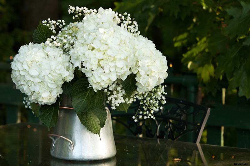 How to Grow Hydrangea Flowers in Containers