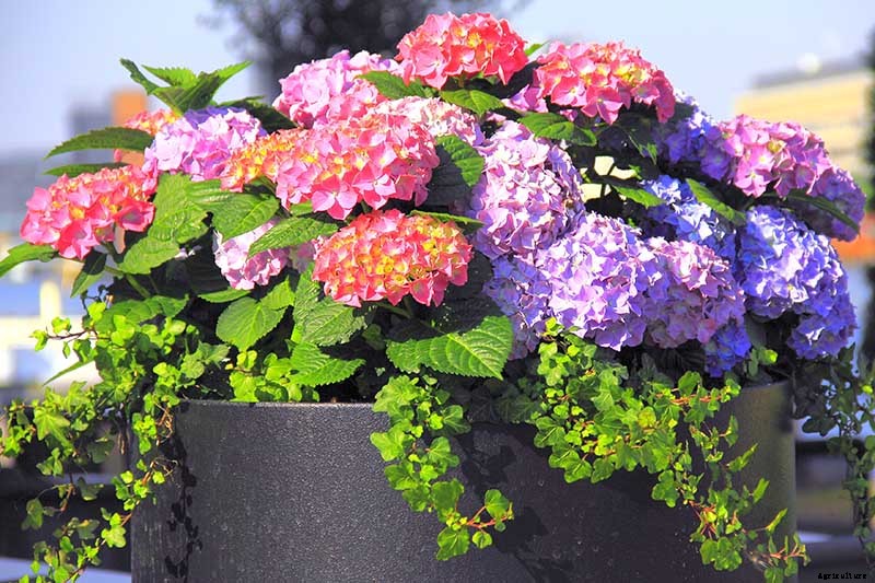 How to Grow Hydrangea Flowers in Containers