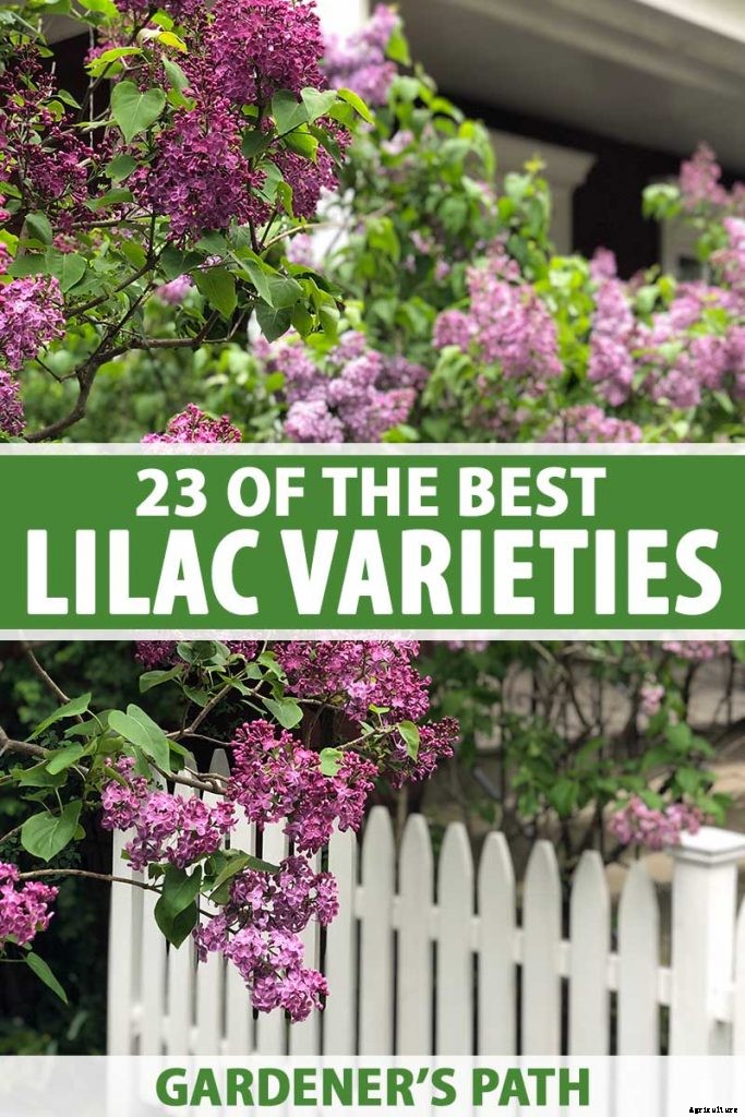 23 of the Best Lilac Varieties to Grow at Home