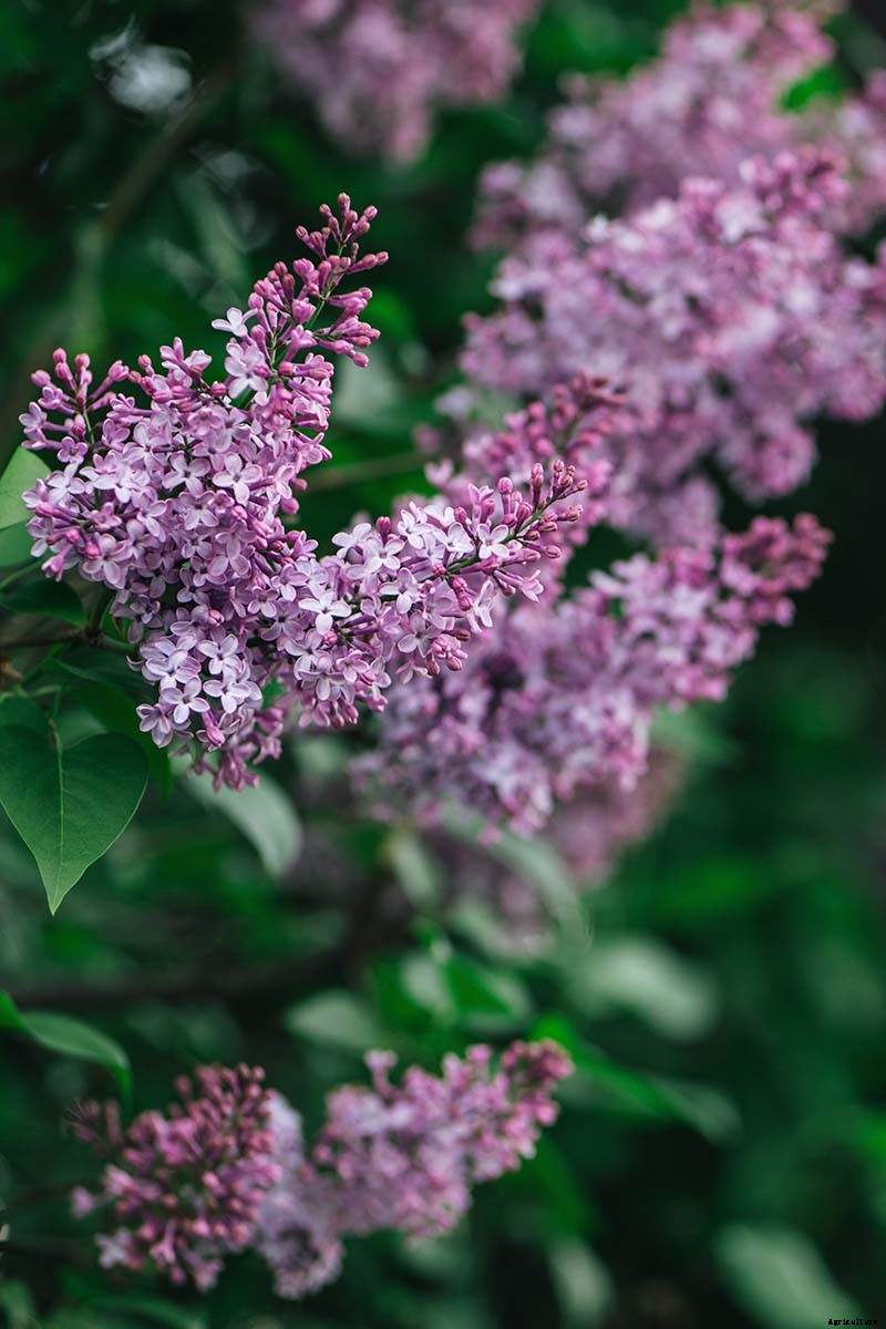 23 of the Best Lilac Varieties to Grow at Home